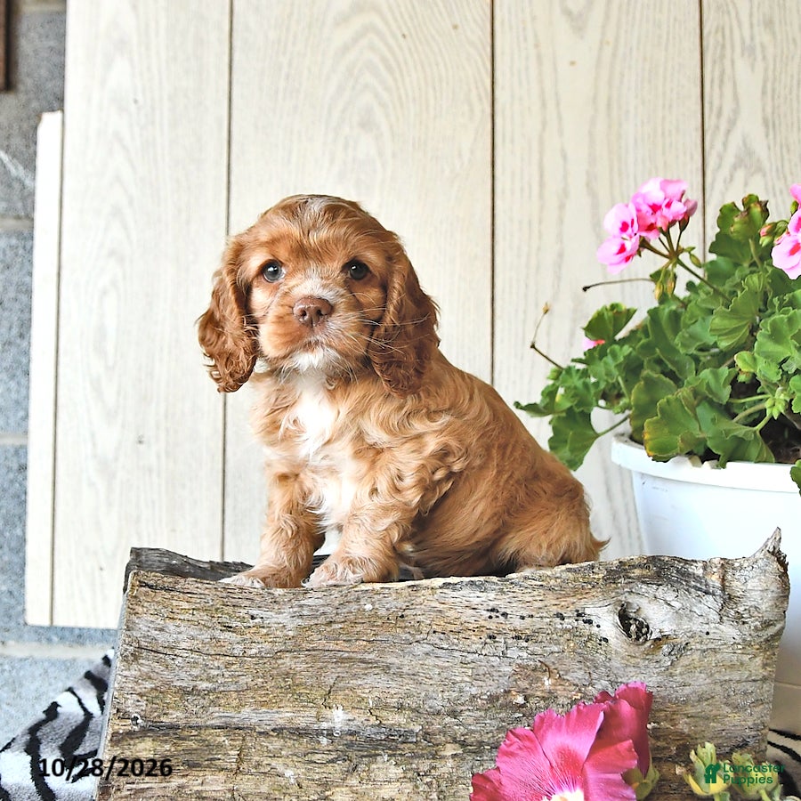 Cocker Spaniel dogs for sale: Rose  - Ad 1