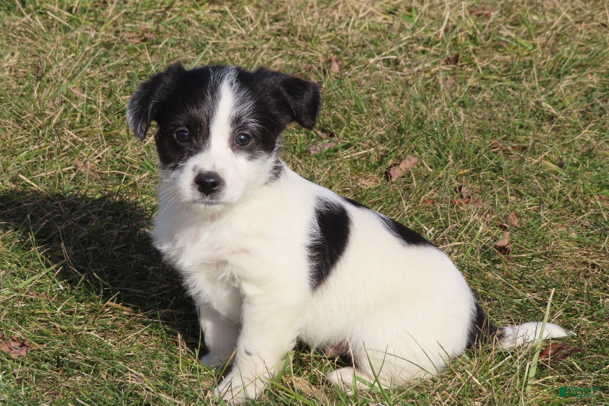 Mixed Breed dogs Diesel - Ad 31