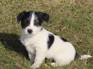 Mixed Breed dogs Diesel - Ad 31