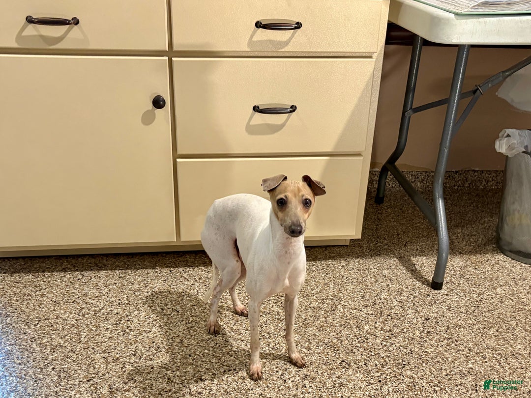 Italian Greyhound dogs for sale: Robbie - Ad 6