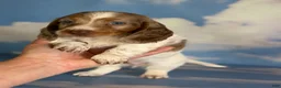 Miniature Dachshund dogs for sale: Plum Dappled LH on hold  - Ad 12