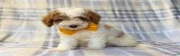 Cavapoo dogs for sale: Sarge - Ad 8