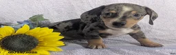 Dachshund dogs for sale: Larry Short - Ad 4
