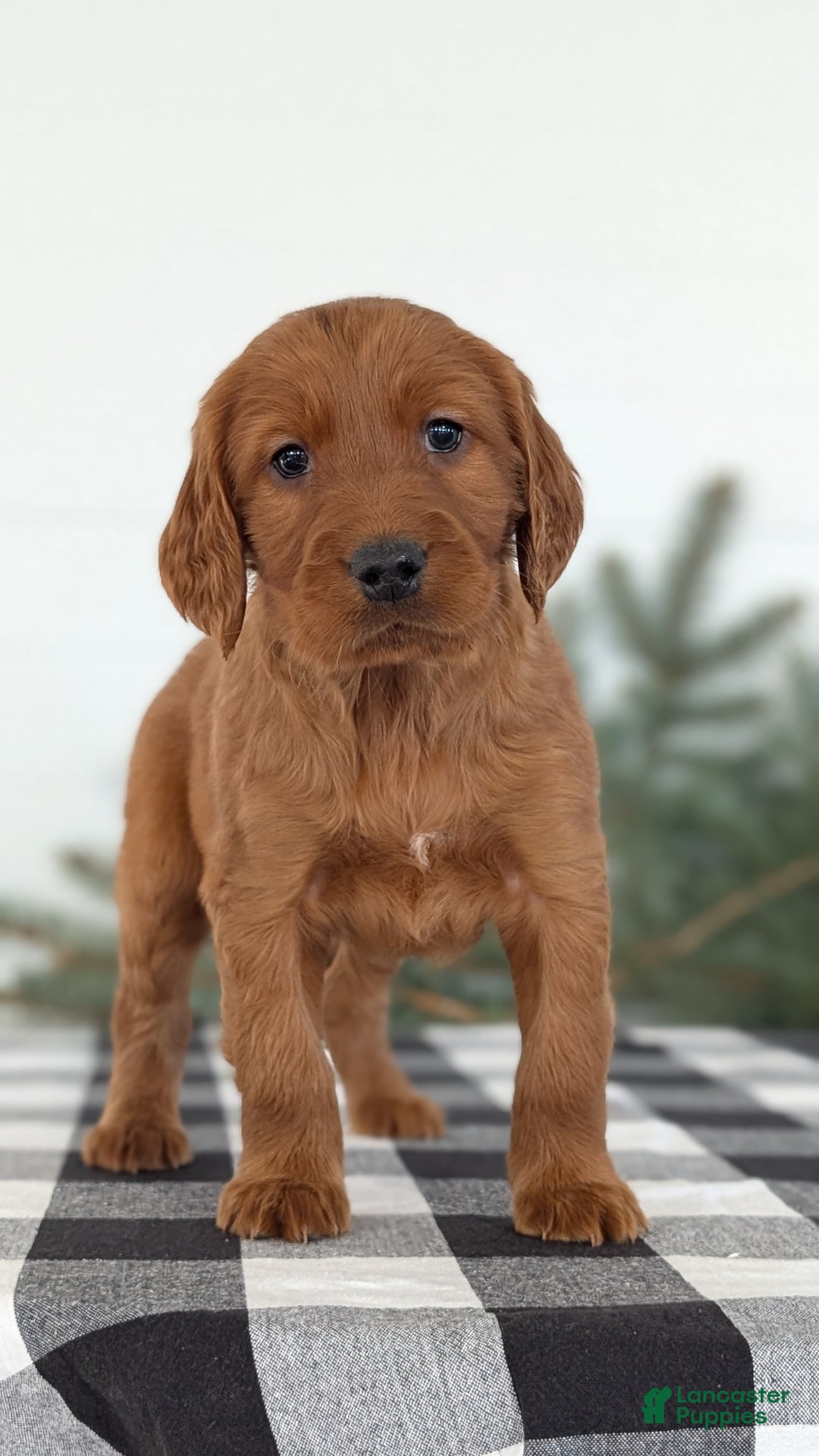 Irish Setter dogs for sale: Echo - Ad 2