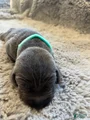 Weimaraner Puppy 1