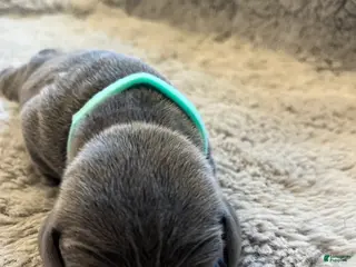 Weimaraner dogs for sale: Weimaraner Puppy 1 - Ad 4