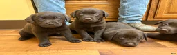 Labrador Retriever dogs for sale: Labrador Retriever Puppy 3 - Ad 2