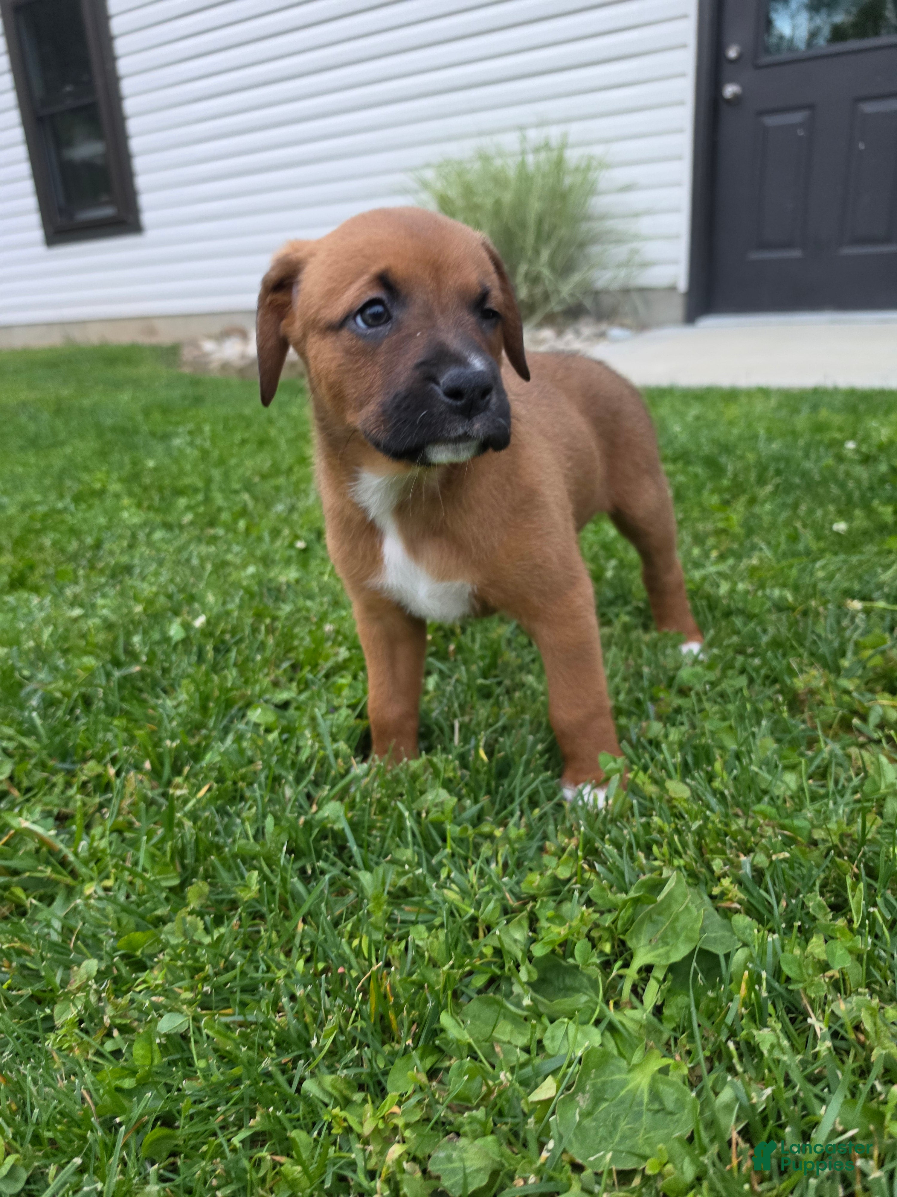 Mixed Breed dogs Mixed Breed Puppy 8 - Ad 2