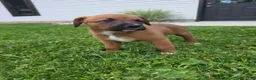 Mixed Breed dogs for sale: Mixed Breed Puppy 8 - Ad 2