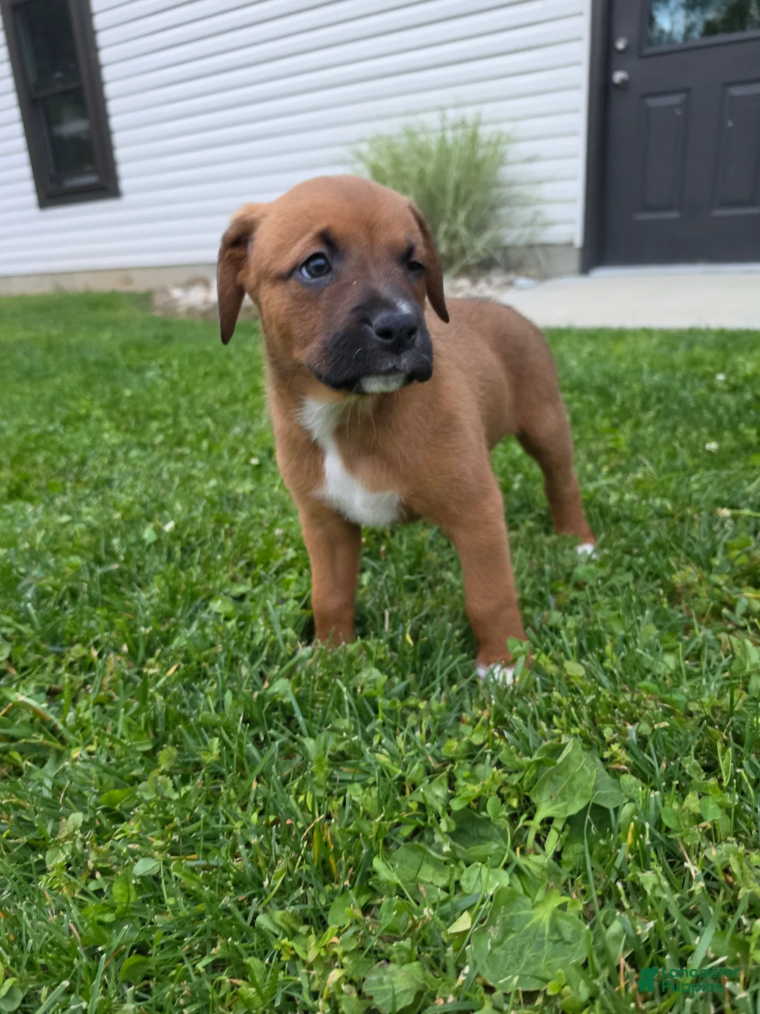 Mixed Breed dogs for sale: Mixed Breed Puppy 8 - Ad 2