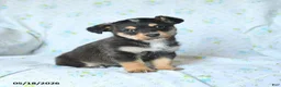 Mixed Breed dogs for sale: Jack  - Ad 2