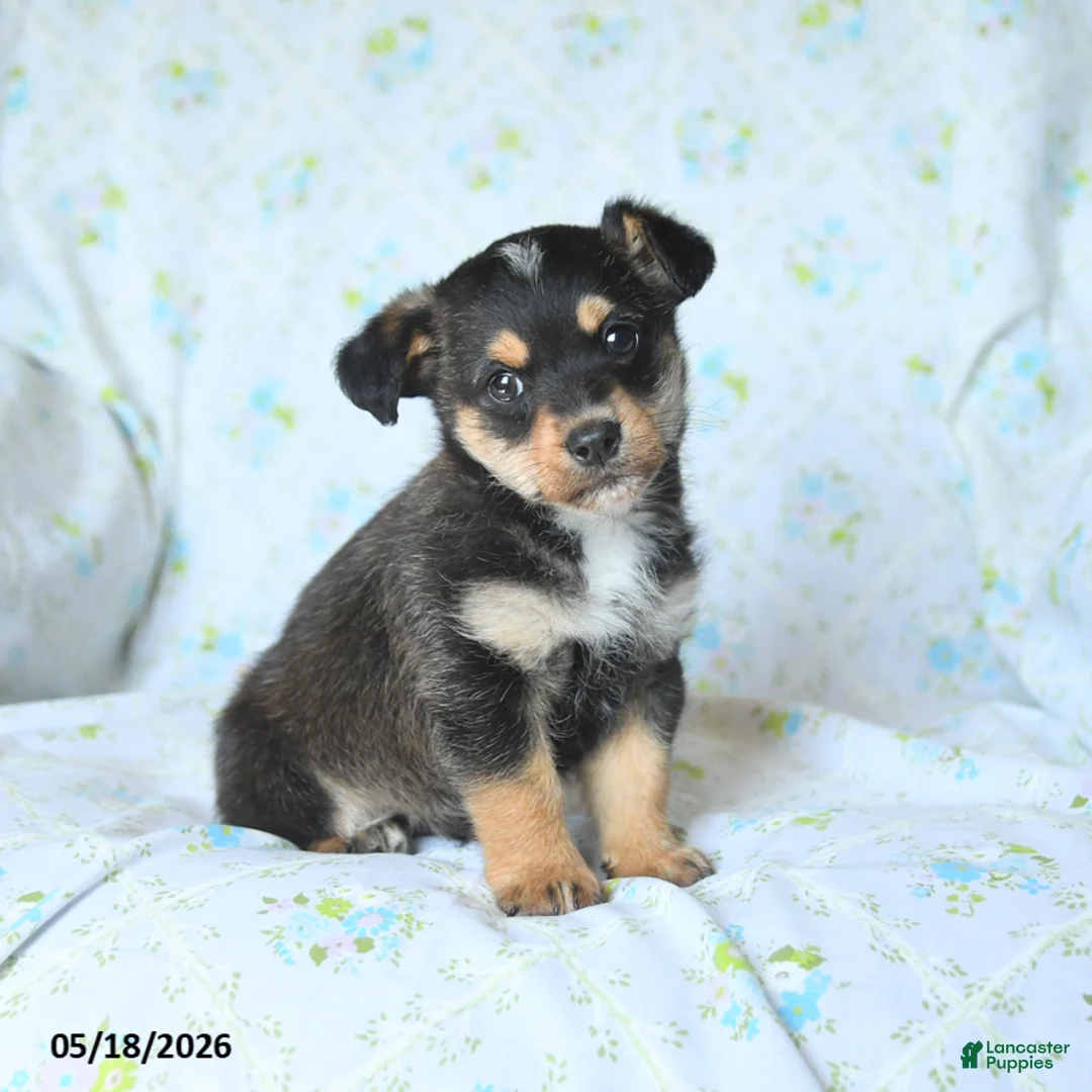 Mixed Breed dogs for sale: Jack  - Ad 2