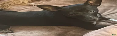 Chihuahua 5