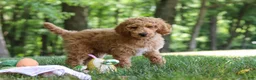 Standard Poodle dogs for sale: Leo - Ad 18
