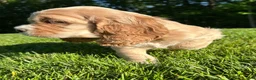 Cocker Spaniel dogs for sale: Gideon - Ad 3
