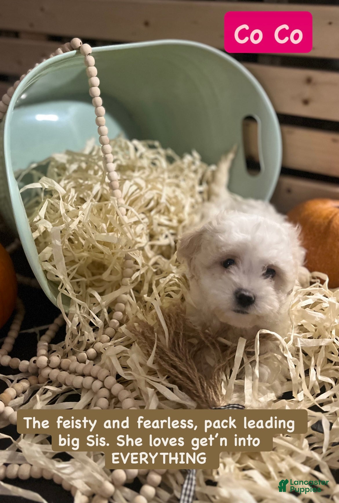 Mixed Breed dogs Shichon Poo Puppy 1 (Coo Coo) - Ad 4