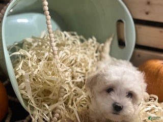 Mixed Breed dogs Shichon Poo Puppy 1 (Coo Coo) - Ad 28