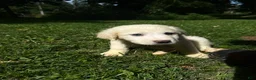 Great Pyrenees dogs for sale: Great Pyrenees pup - Ad 13