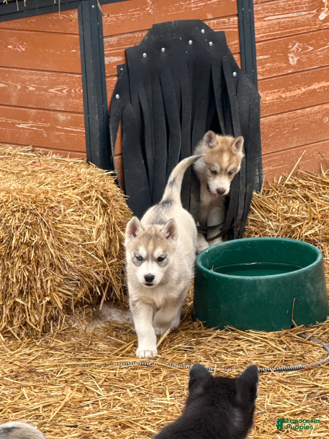 Siberian Husky dogs for sale: Sadie - Ad 4