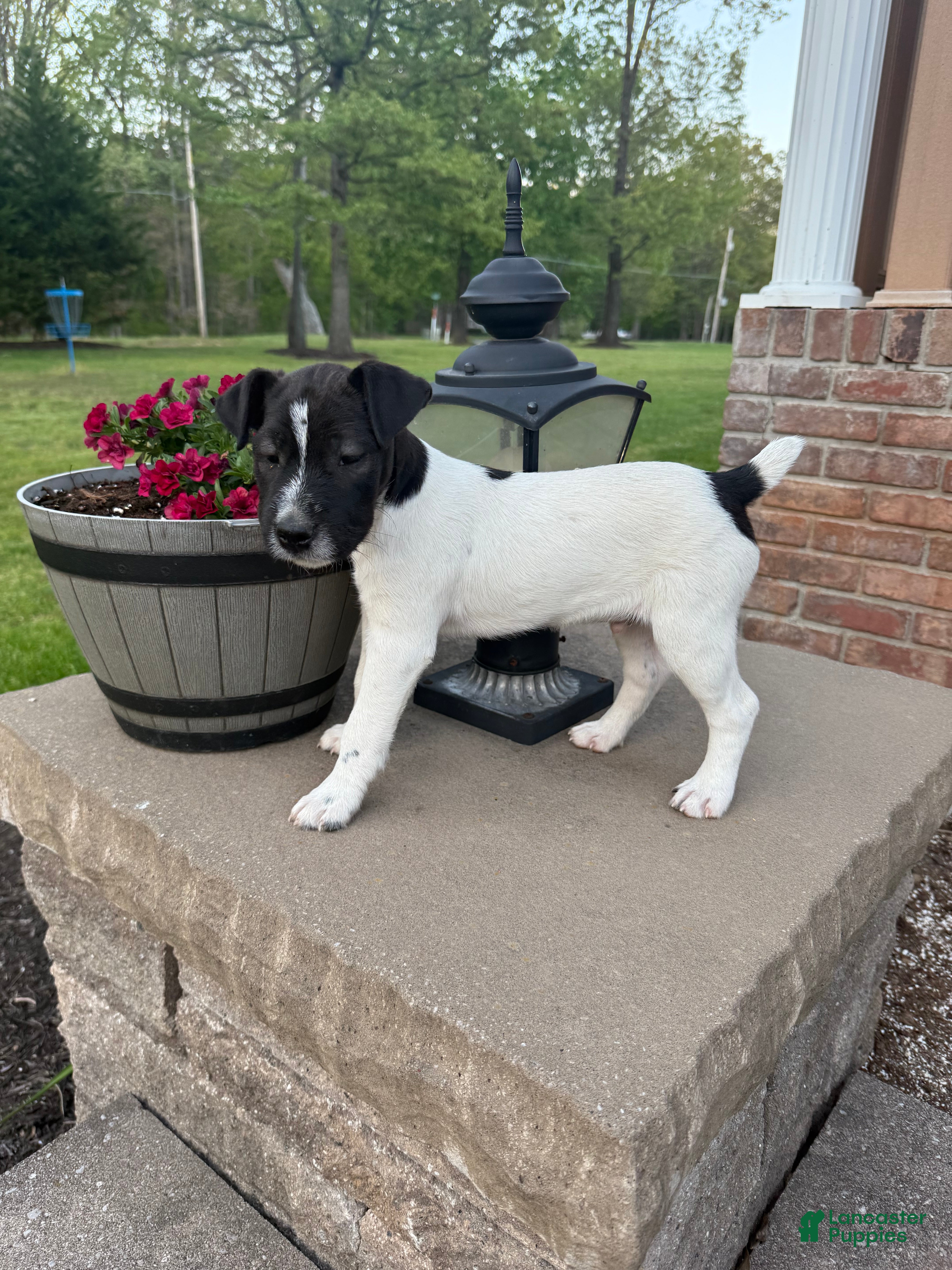 Jack Russell Terrier dogs Jrtca Rocky  - Ad 1