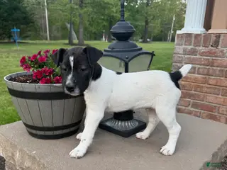 Jack Russell Terrier dogs for sale: Jrtca Rocky - Ad 2