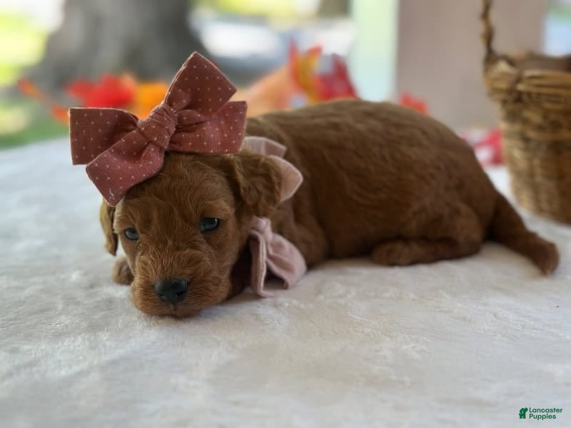 Mini Goldendoodle dogs Ruthie - Ad 1