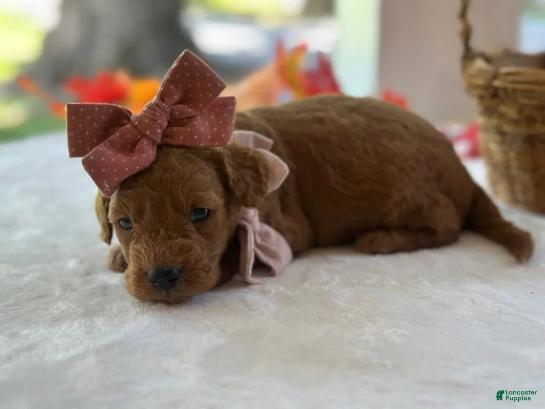Mini Goldendoodle dogs for sale: Ruthie - Ad 1