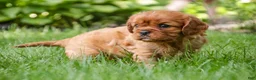 Cavalier King Charles Spaniel dogs for sale: Gemma Cavalier King Charles Spaniel  - Ad 8