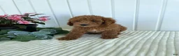 Mini Goldendoodle dogs for sale: Homestead - Ad 6
