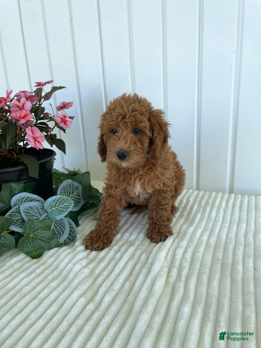 Mini Goldendoodle dogs for sale: Homestead - Ad 6