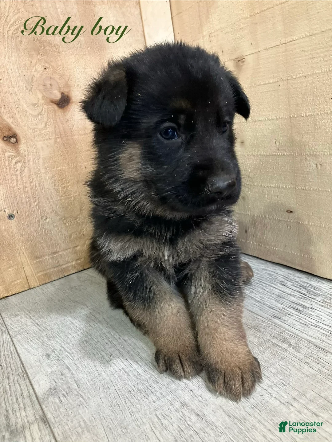 German Shepherd dogs for sale: German Shepherd Puppy 4 - Ad 1