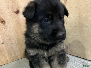 German Shepherd dogs German Shepherd Puppy 4 - Ad 6