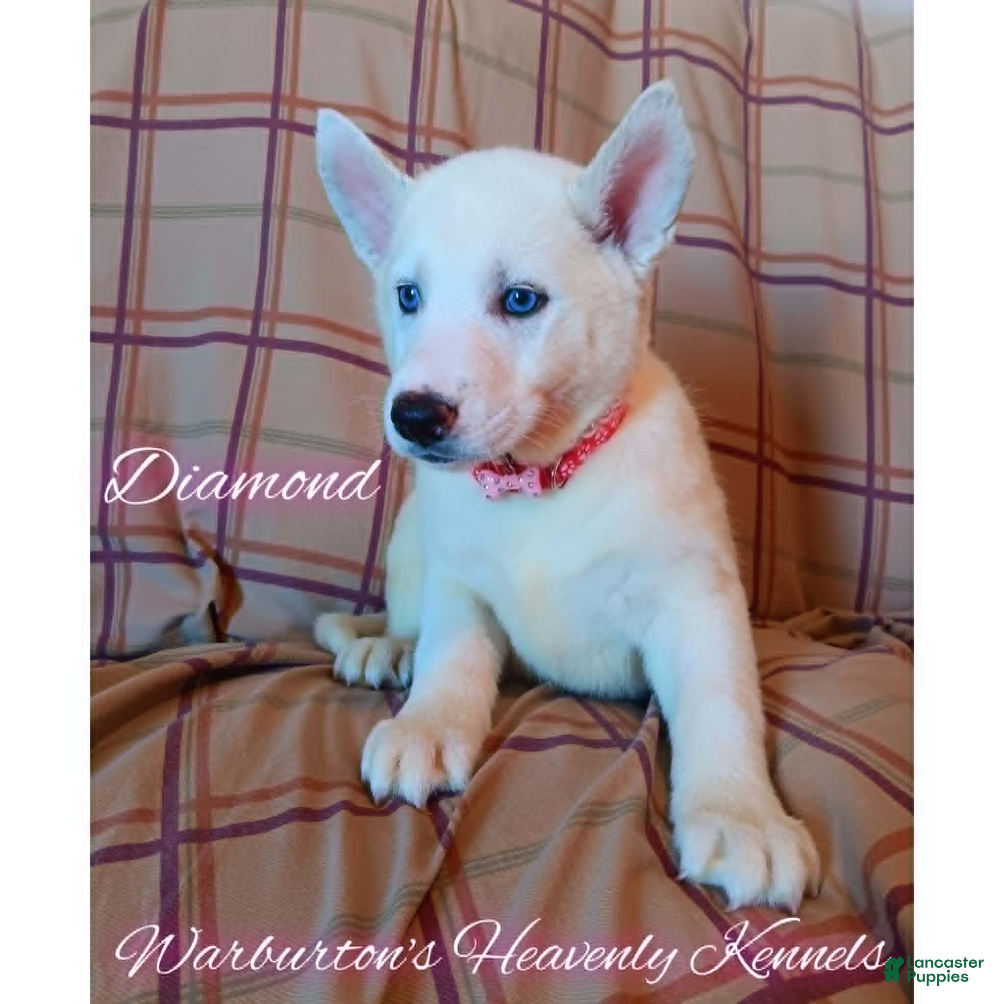 Siberian Husky dogs Siberian Husky Puppy 4 - Ad 21