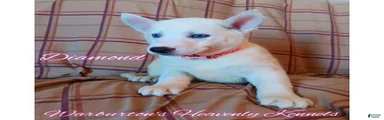 Siberian Husky Puppy 4