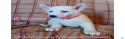 Siberian Husky dogs for sale: Siberian Husky Puppy 4 - Ad 1