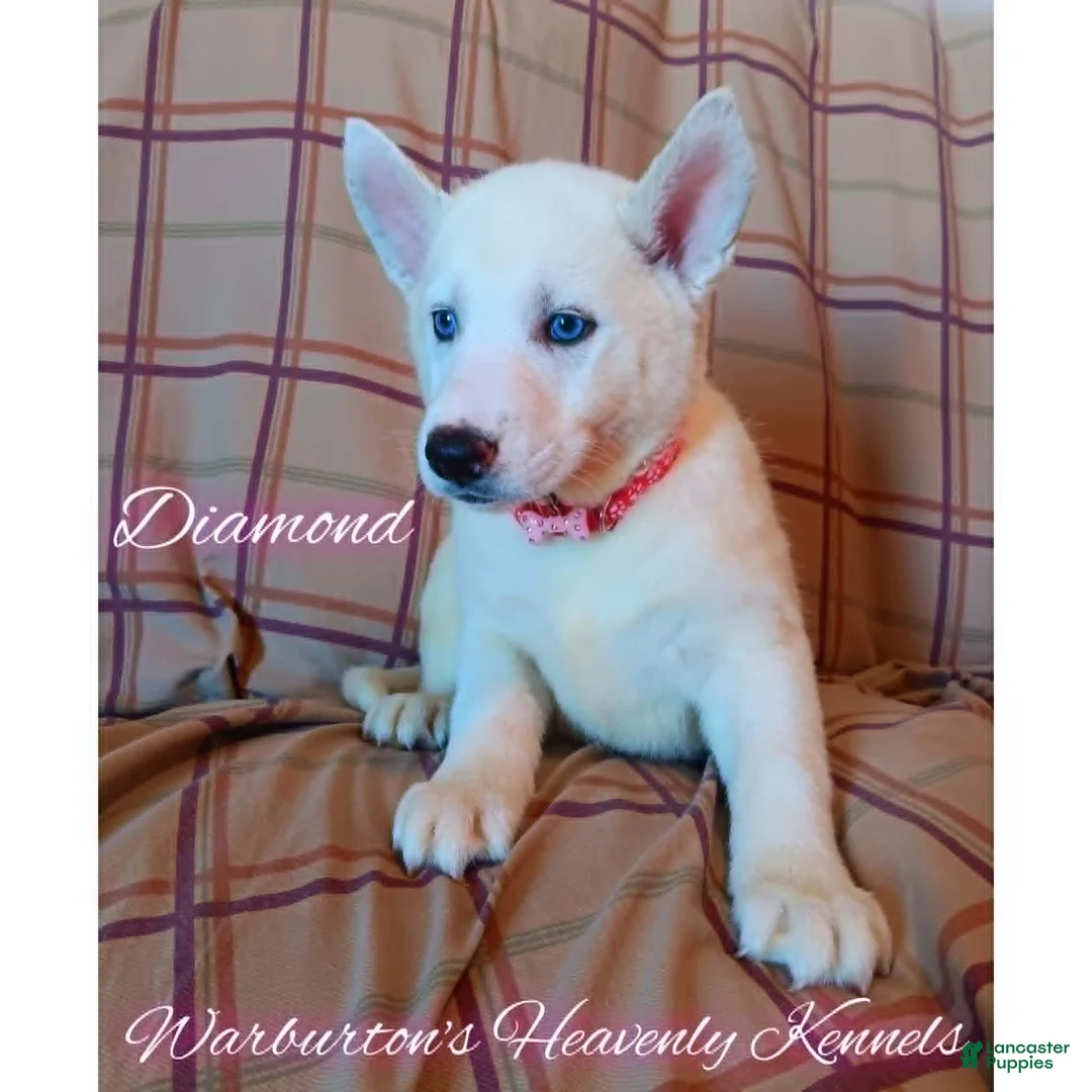 Siberian Husky dogs for sale: Siberian Husky Puppy 4 - Ad 1