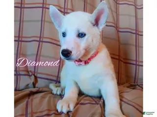 Siberian Husky dogs Siberian Husky Puppy 4 - Ad 21