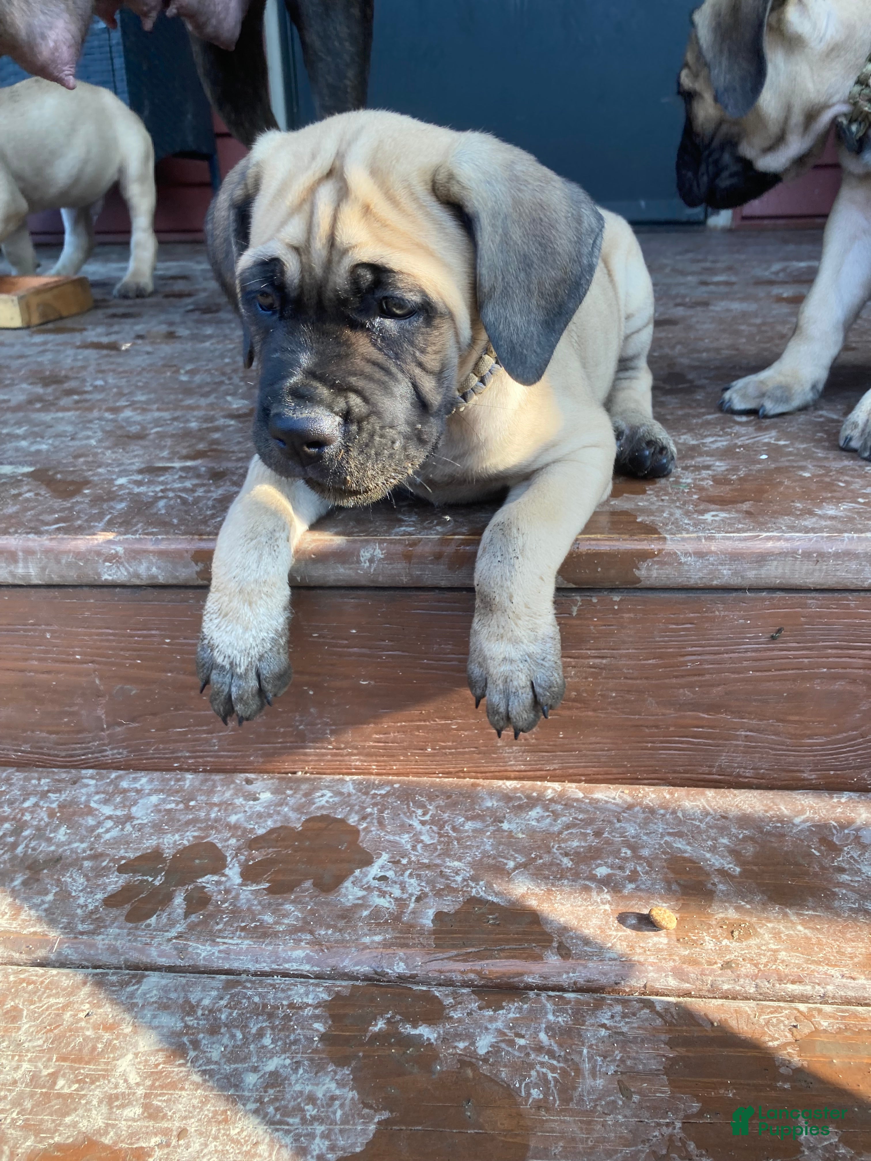 Cane Corso dogs Cane Corso 6 - Ad 1