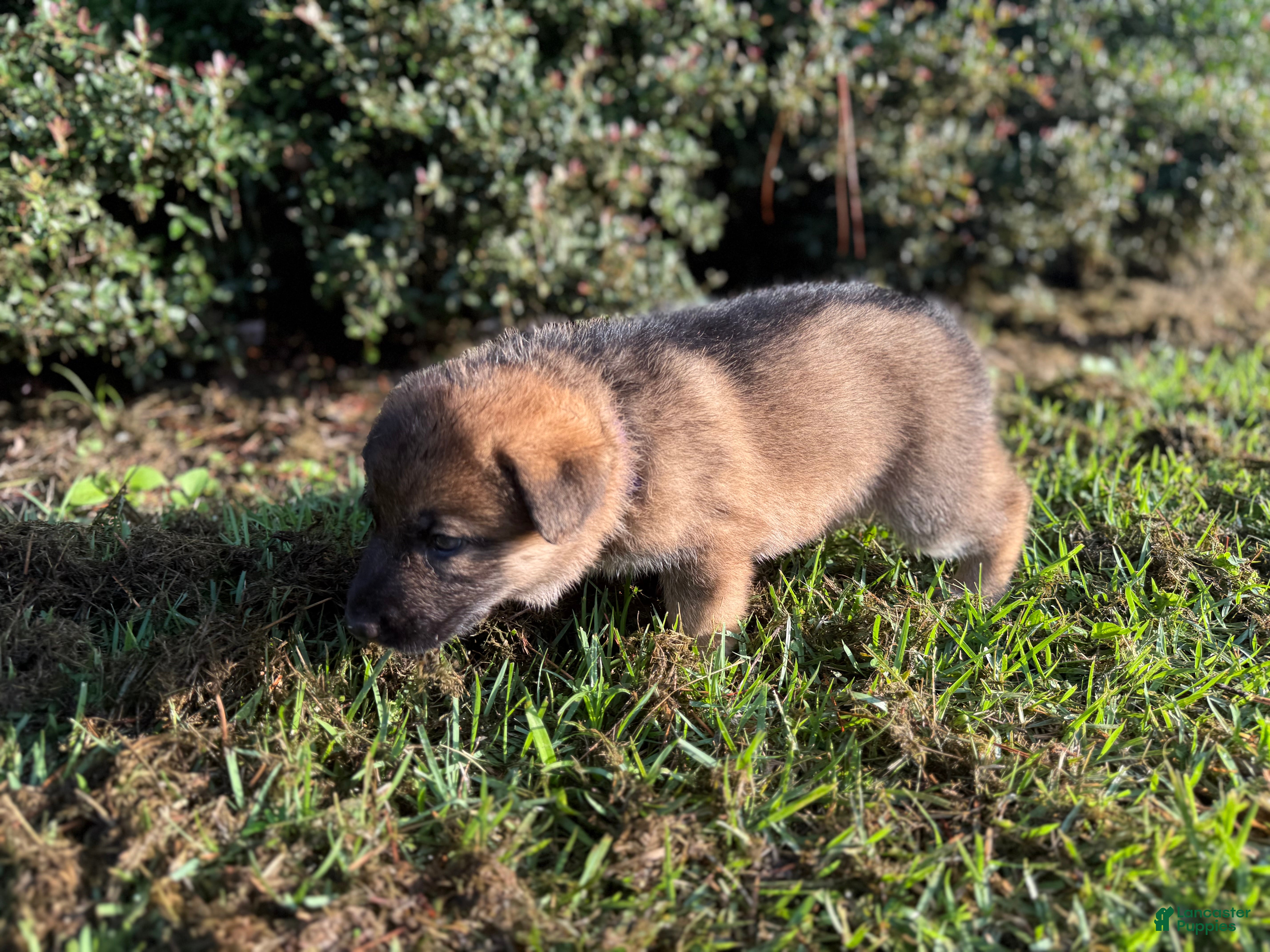 German Shepherd dogs Delilah - Ad 2