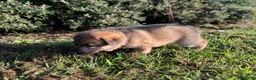 German Shepherd dogs for sale: Delilah - Ad 2