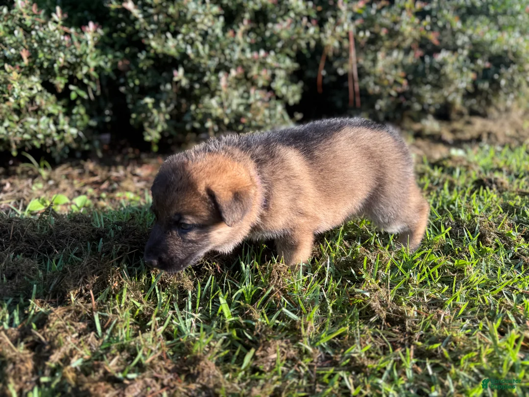 German Shepherd dogs for sale: Delilah - Ad 2