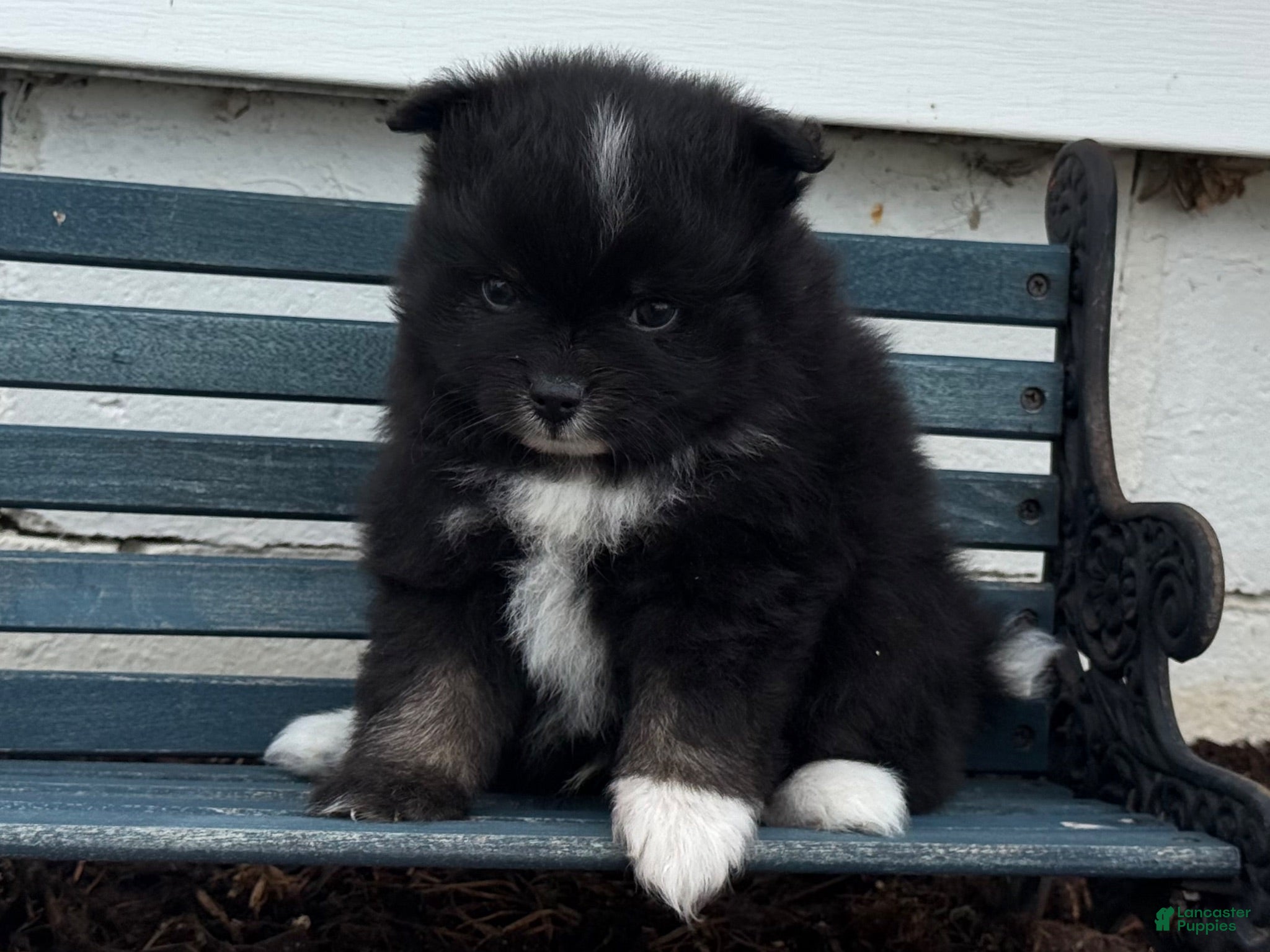 Pomeranian dogs Oliver - Ad 2