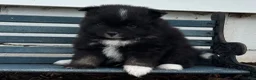 Pomeranian dogs for sale: Oliver - Ad 2