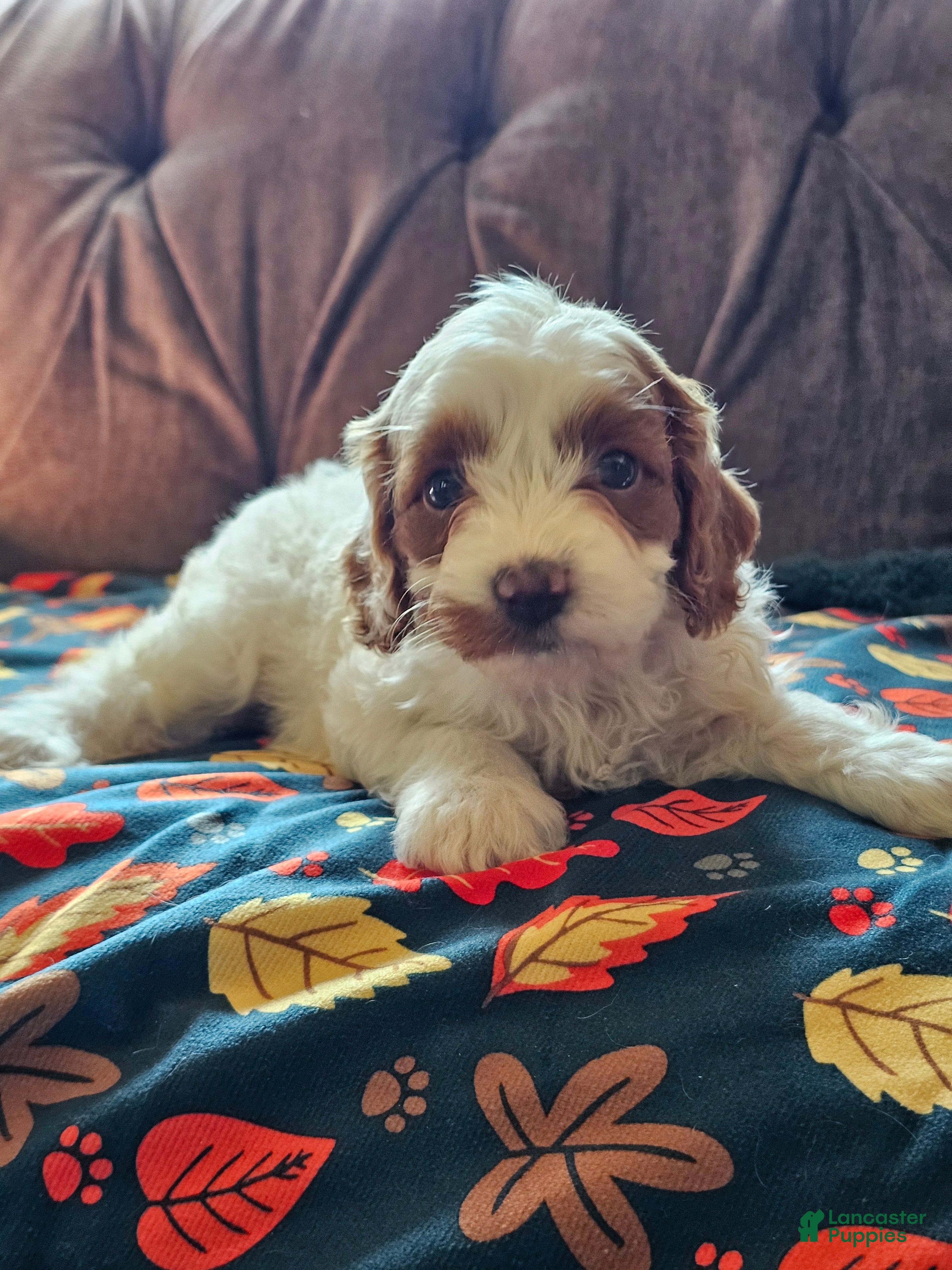 Cavapoo dogs Cavapoo 5 - Ad 2
