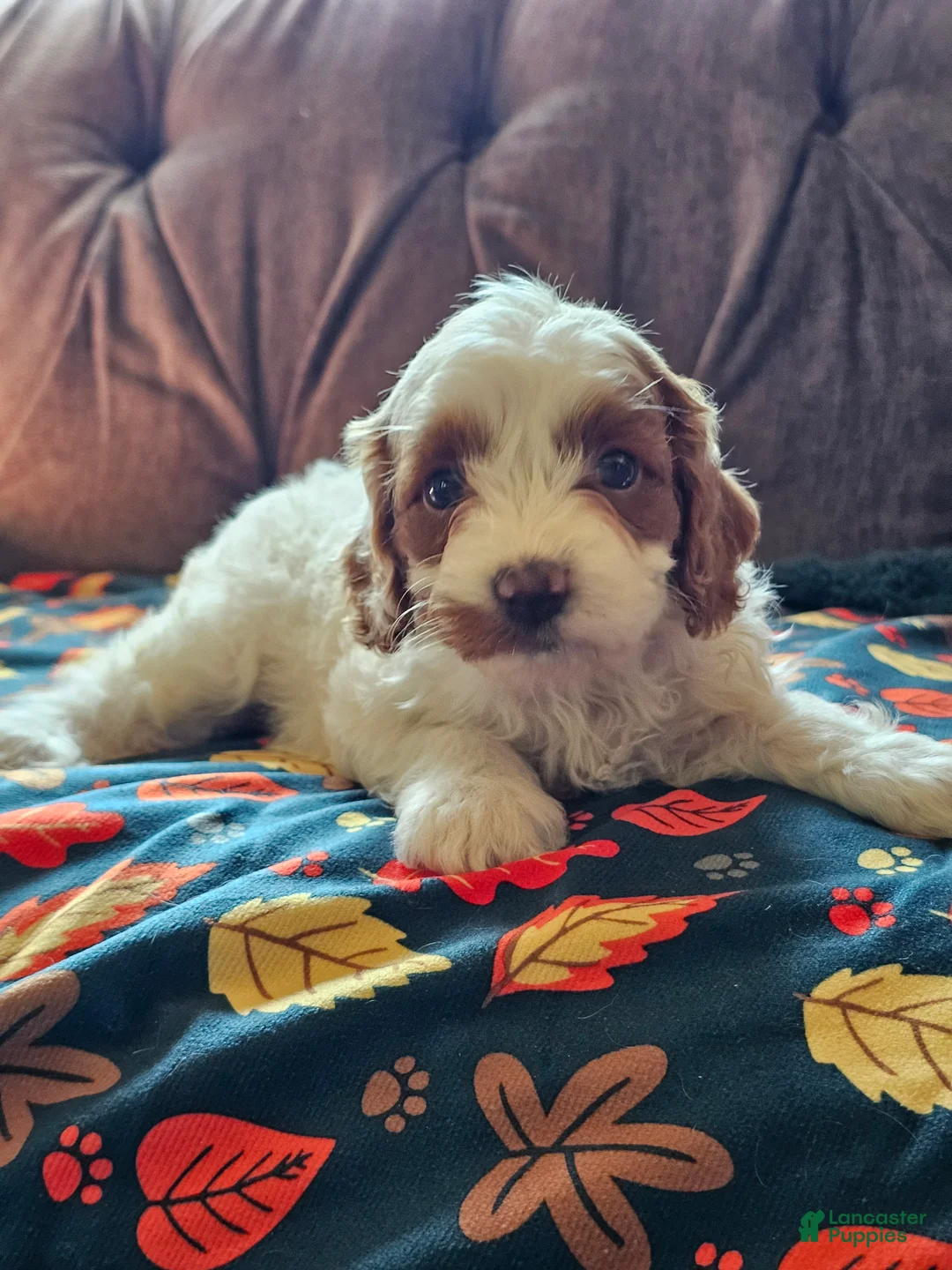 Cavapoo dogs for sale: Cavapoo 5 - Ad 2