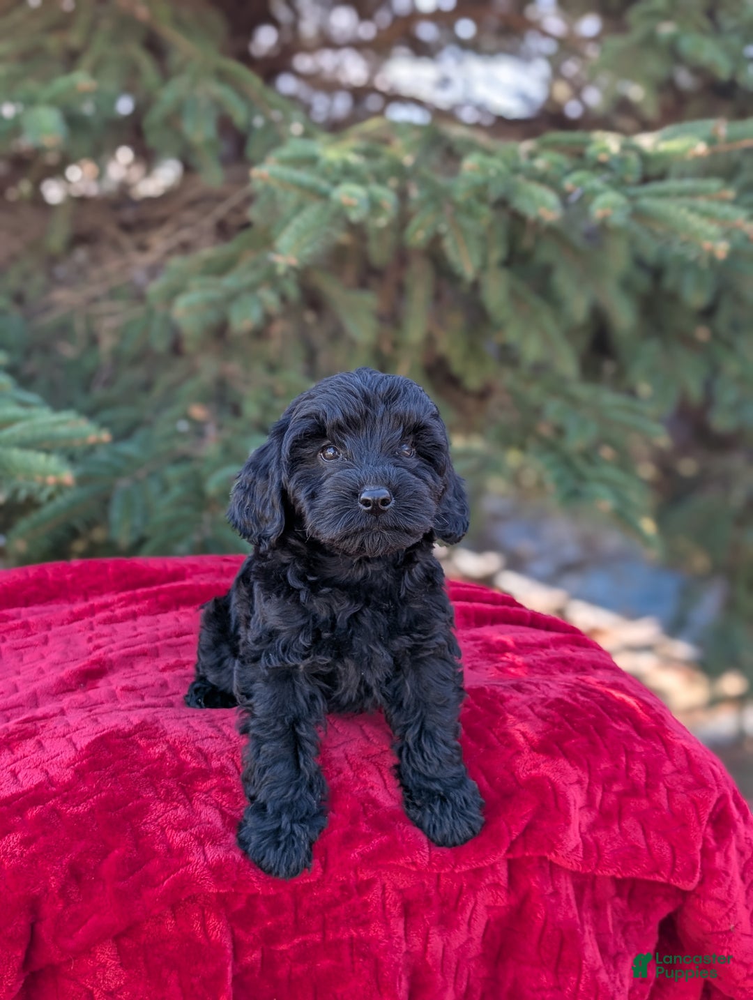 Shihpoo dogs for sale: Westley  - Ad 5