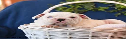 English Bulldog dogs for sale: Dozer - Ad 3