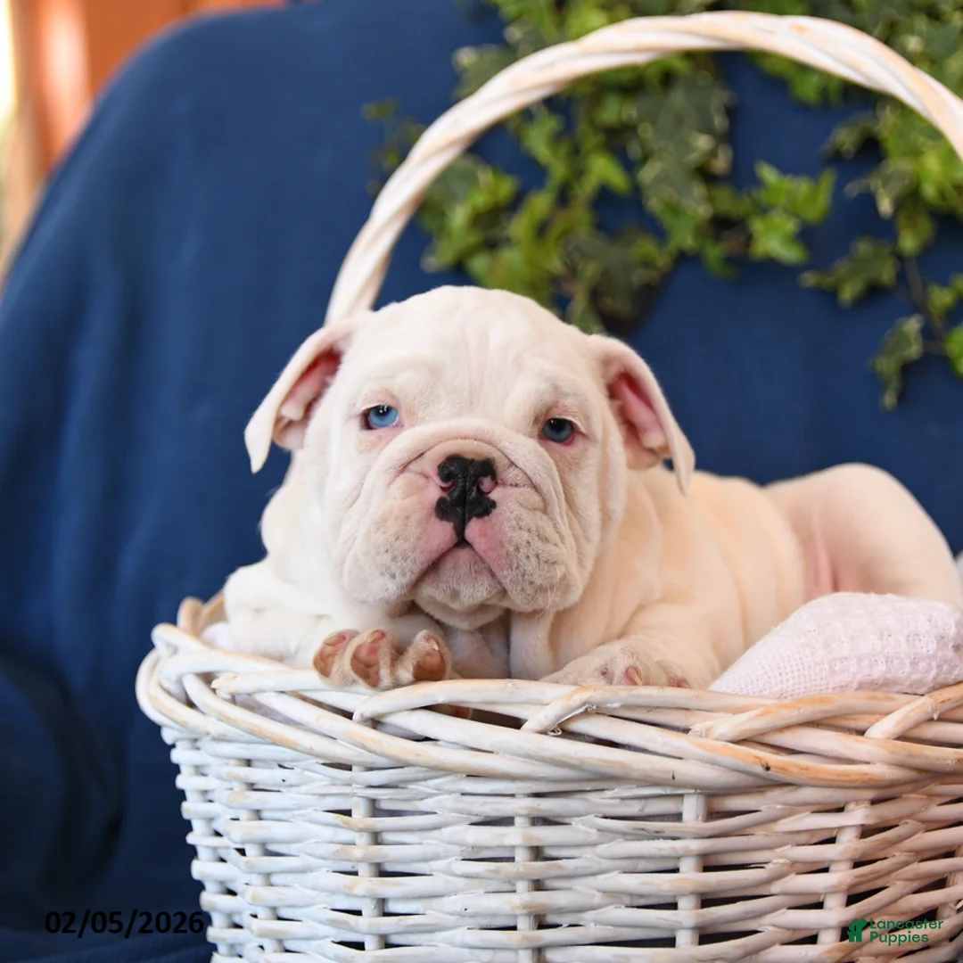English Bulldog dogs for sale: Dozer - Ad 3