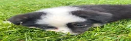 Mixed Breed dogs for sale: Maple - Ad 4