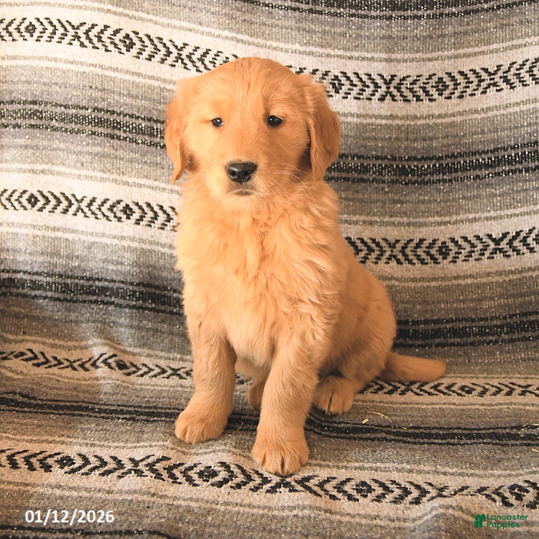 Golden Retriever dogs for sale: Flicka - Ad 1